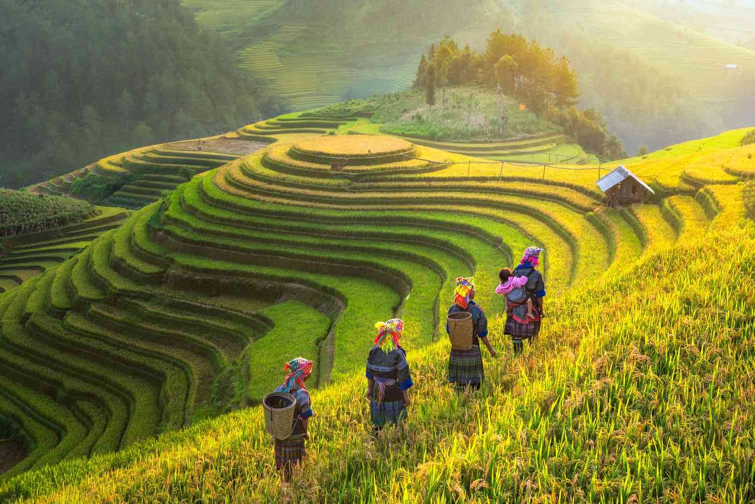 riceterrace village 633fda1d92a2473fb615b618e29eb793
